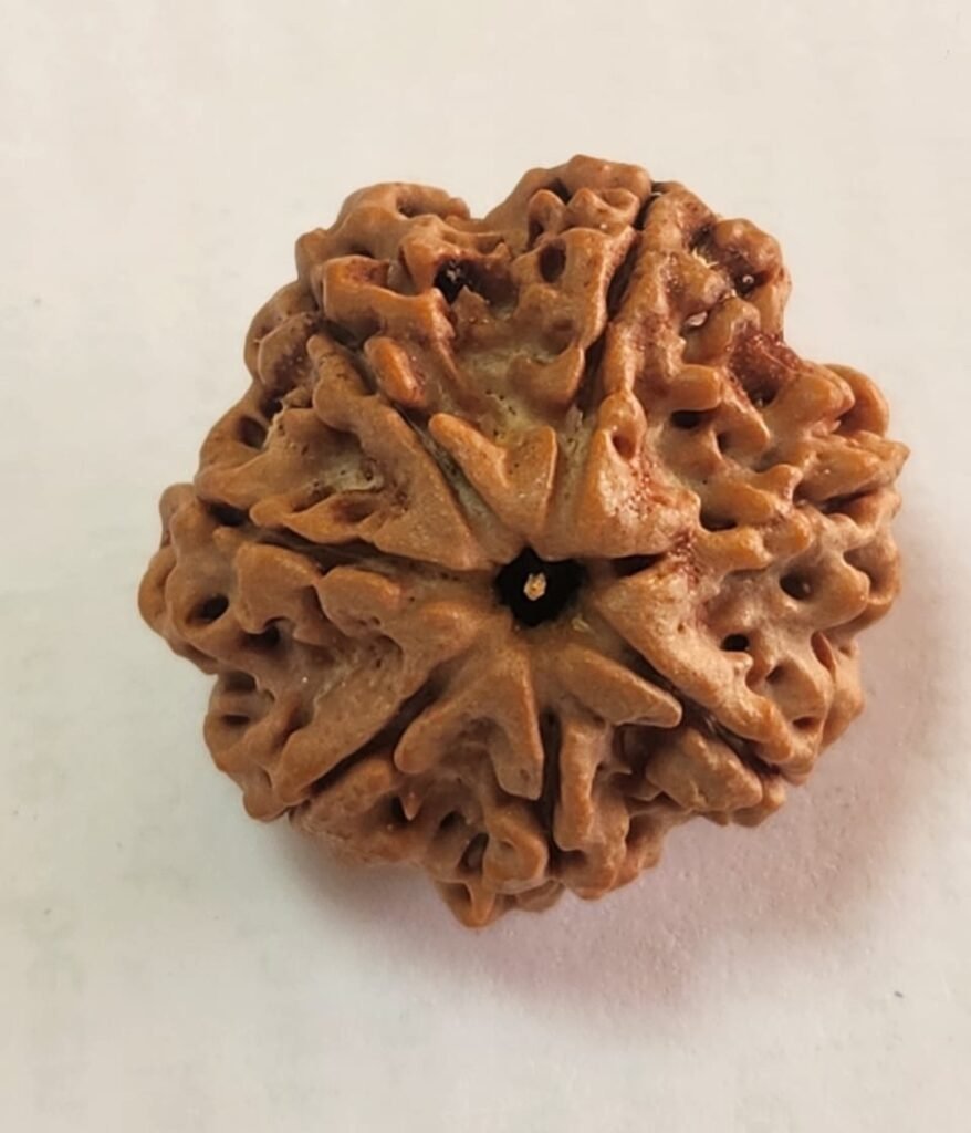 Rudraksha